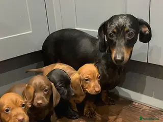 Miniature Dachshund dogs Miniature Dachshund puppies - Advert 2