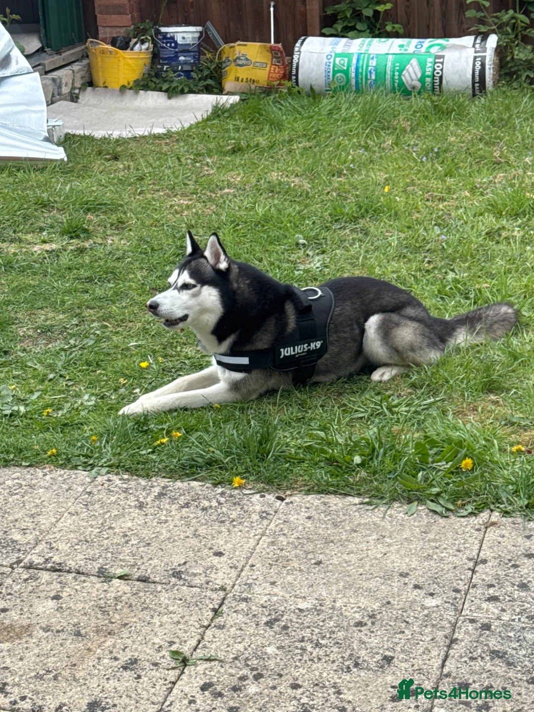 Siberian Husky dogs for sale: Siberian husky  in Nottingham - Advert 2