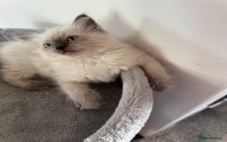 Ragdoll cats for sale: Adorable Ragdoll baby’s  - Image 9