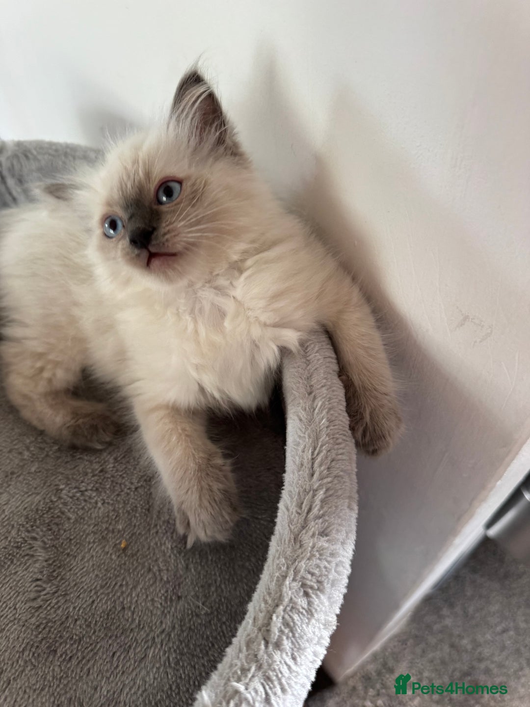 Ragdoll cats for sale: Adorable Ragdoll baby’s  - Image 9