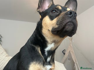 Mixed Breed dogs French Bulldog Cross - Advert 1