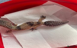 Gecko reptiles for sale: Leo gecko for sale with tank - Image 2