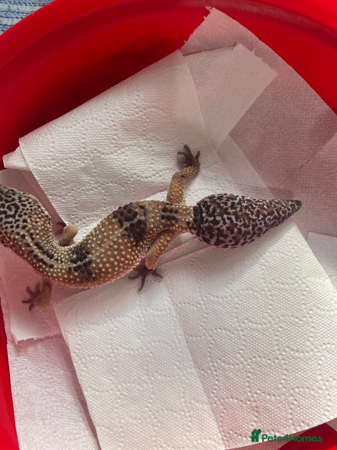 Gecko reptiles for sale: Leo gecko for sale with tank - Image 2
