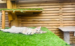 Bengal cats for sale: Stunning 5 Generations Pedigree kittens in London - Image 4