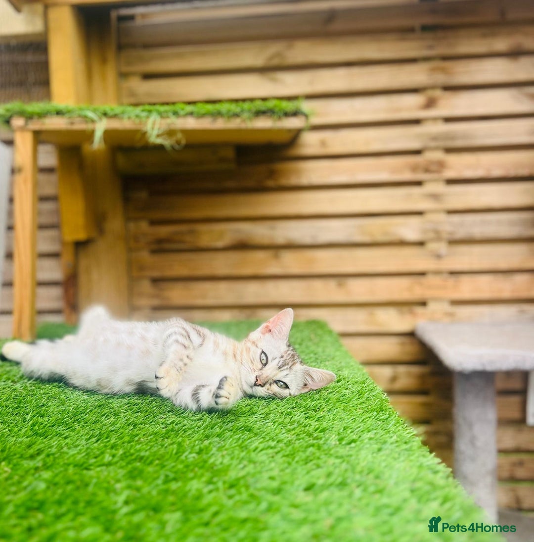 Bengal cats for sale: Stunning 5 Generations Pedigree kittens in London - Image 4