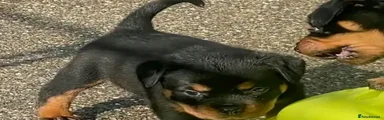 Rottweiler 5