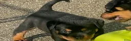 Rottweiler dogs for sale: Our gorgeous litter had 9 Rottweiler - Advert 2