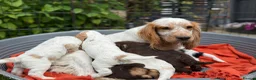 Cocker Spaniel dogs for sale: Royal cocker spaniel puppy’s  in Cranbrook - Advert 5