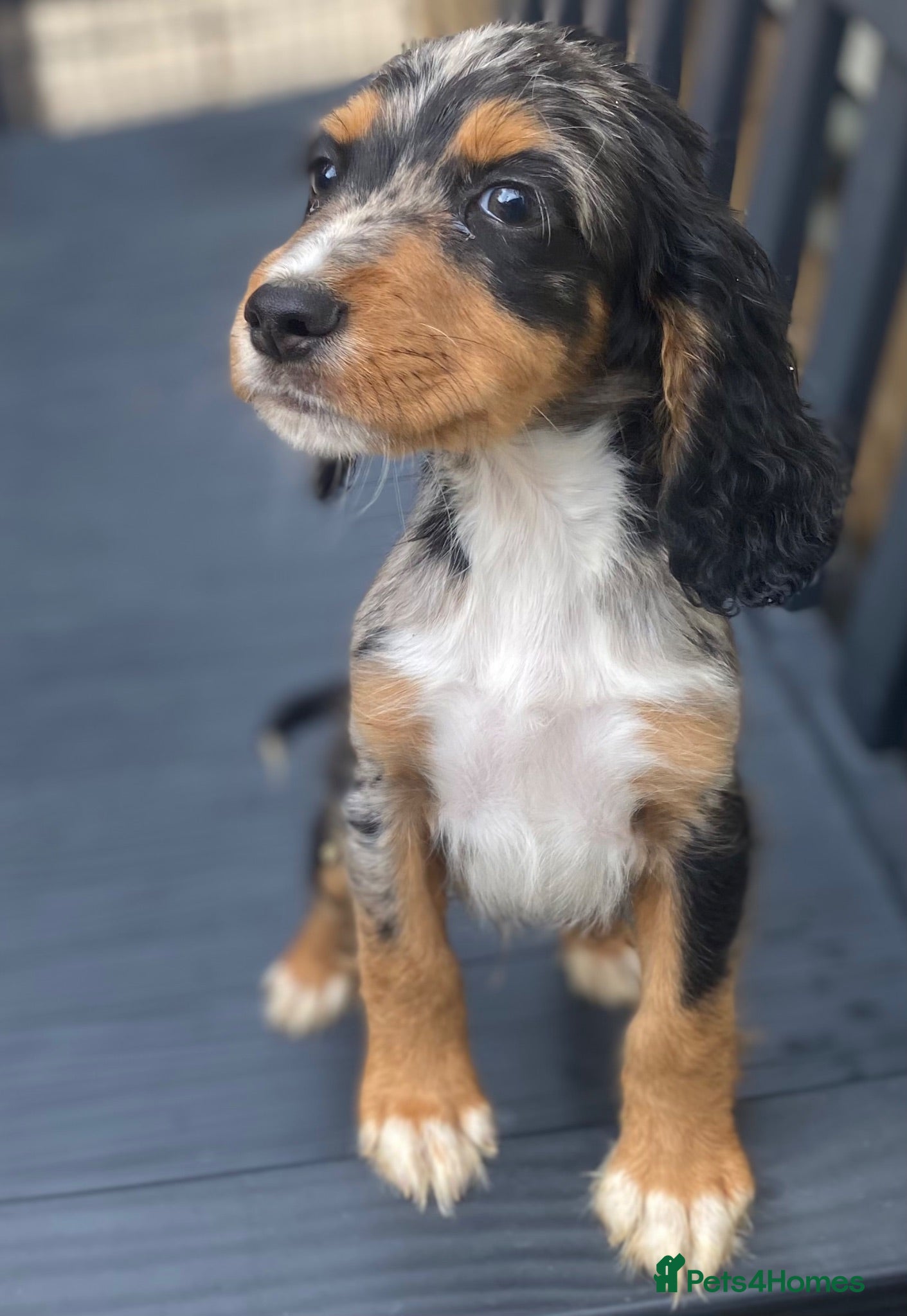 Cocker Spaniel dogs Cocker spaniel puppies - Advert 2