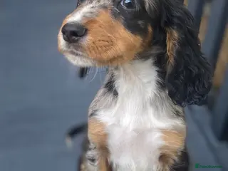 Cocker Spaniel dogs Cocker spaniel puppies - Advert 2