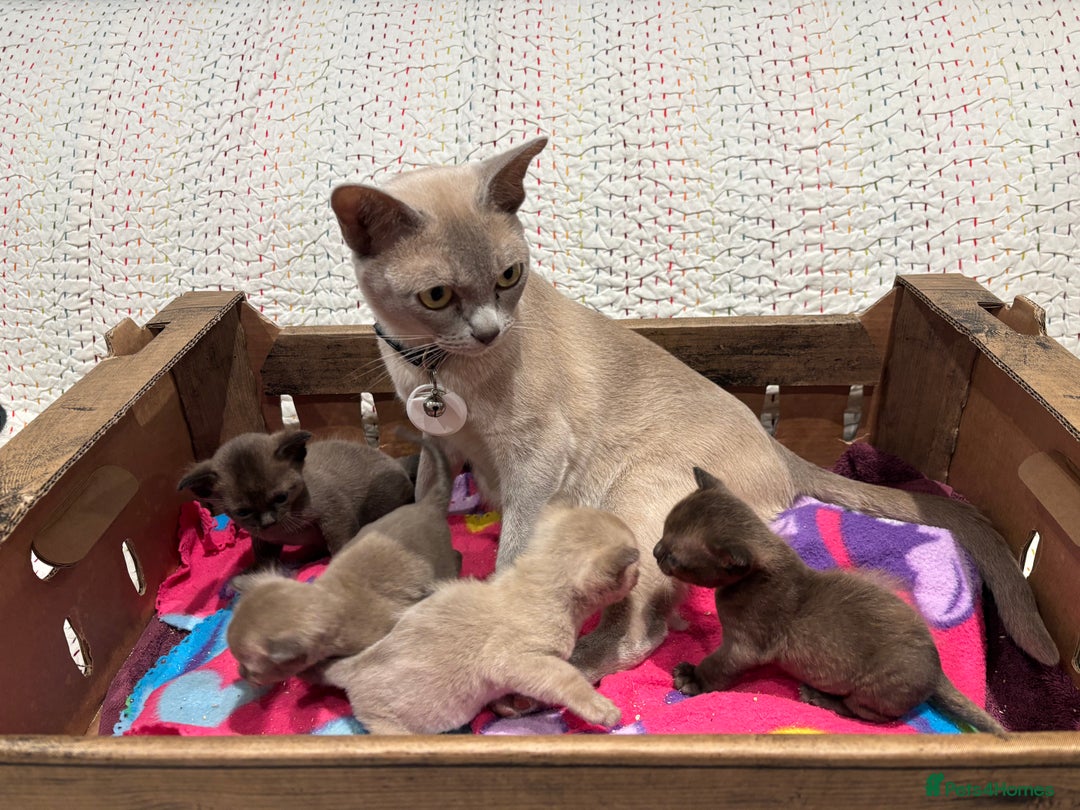 Burmese cats for sale: GCCF registered Burmese Kittens  - Image 5