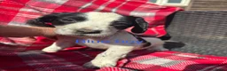 Cocker Spaniel dogs for sale: Adorable cocker spaniel pups  - Advert 5