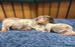Miniature Dachshund dogs for sale: 5⭐️ licensed breeder - dapple miniaturedachshunds  - Image 7