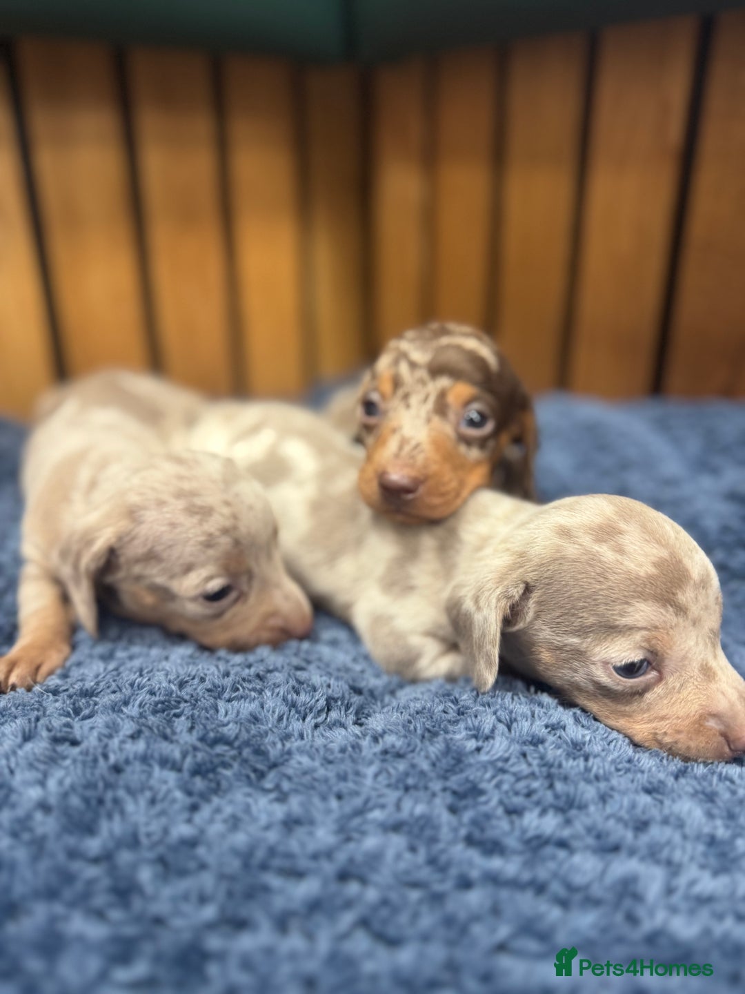 Miniature Dachshund dogs for sale: 5⭐️ licensed breeder - dapple miniaturedachshunds  - Image 7