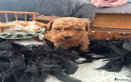 Toy Poodle dogs for sale: RED Toy Poodles  - Advert 7