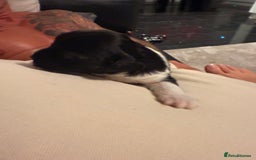 Mixed Breed dogs for sale: Stunning Merle chihuahua 2 girls ready 22nd dec - Advert 22