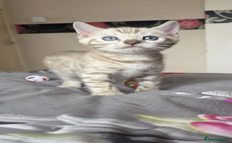 Bengal cats - Advert 4