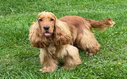 Cocker Spaniel dogs for stud: PROVEN health tested DNA & hip scored show cocker in Swansea - Image 2