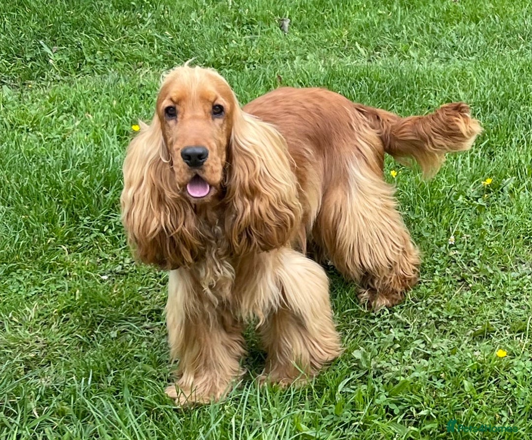 Cocker Spaniel dogs for stud: PROVEN health tested DNA & hip scored show cocker in Swansea - Image 2