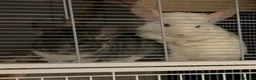Chinchilla rodents for sale: X2 female chinchillas with FULL SET UP - Advert 6