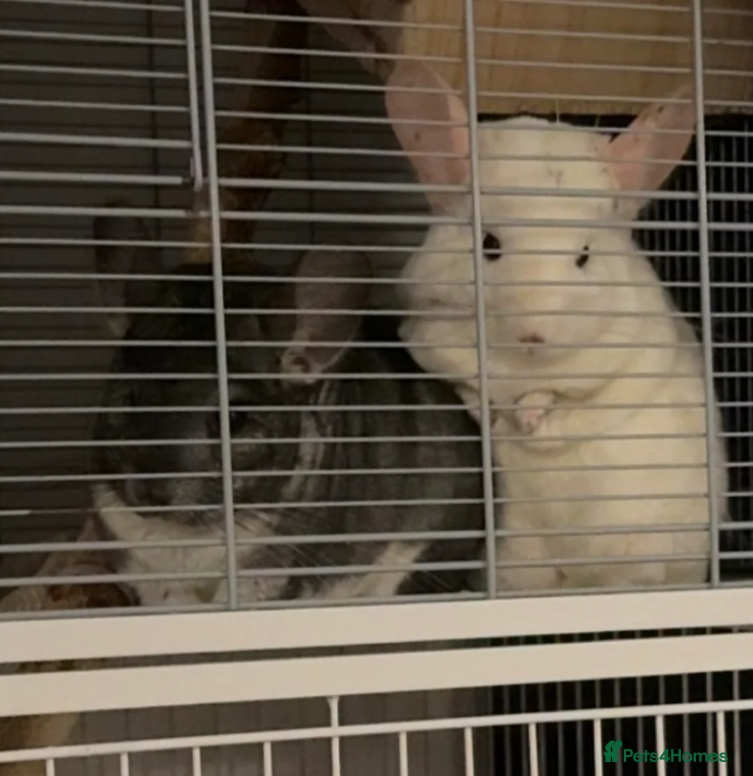 Chinchilla rodents for sale: X2 female chinchillas with FULL SET UP - Advert 6