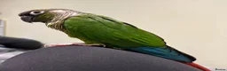 Conures birds for sale: Meet Belle and Killian! in Trowbridge - Advert 8