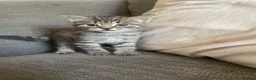 Mixed Breed cats for sale: 4 mixed kittens  - Advert 3