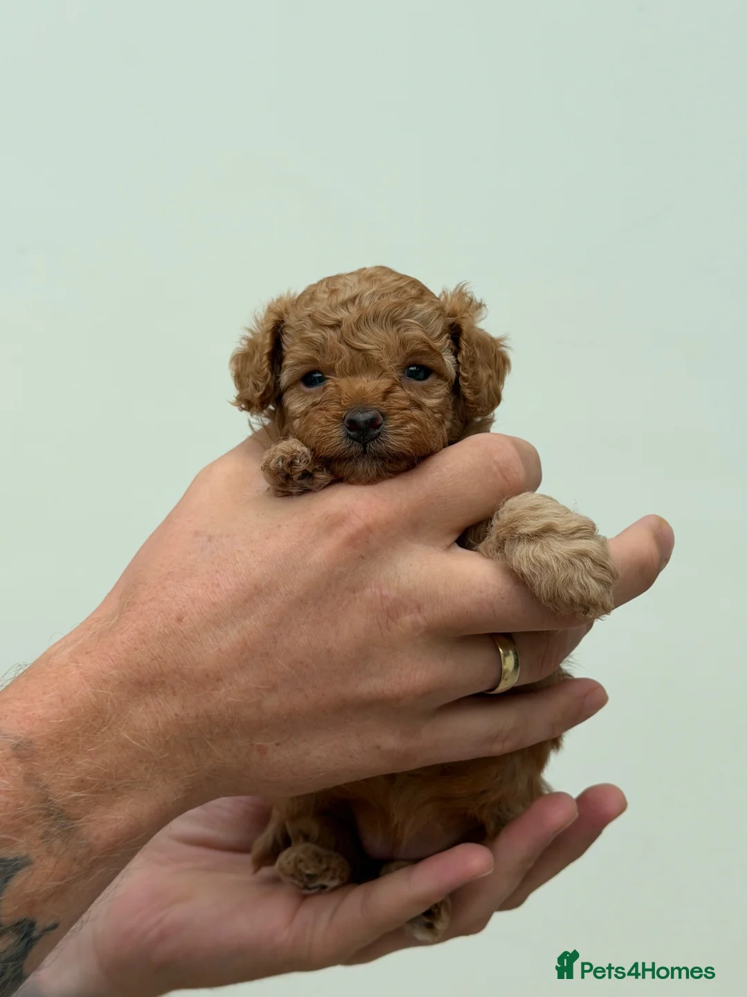 Cavapoo dogs for sale: Red Toy Cavapoo puppies  in Preston - Advert 2