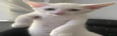 white kitten 