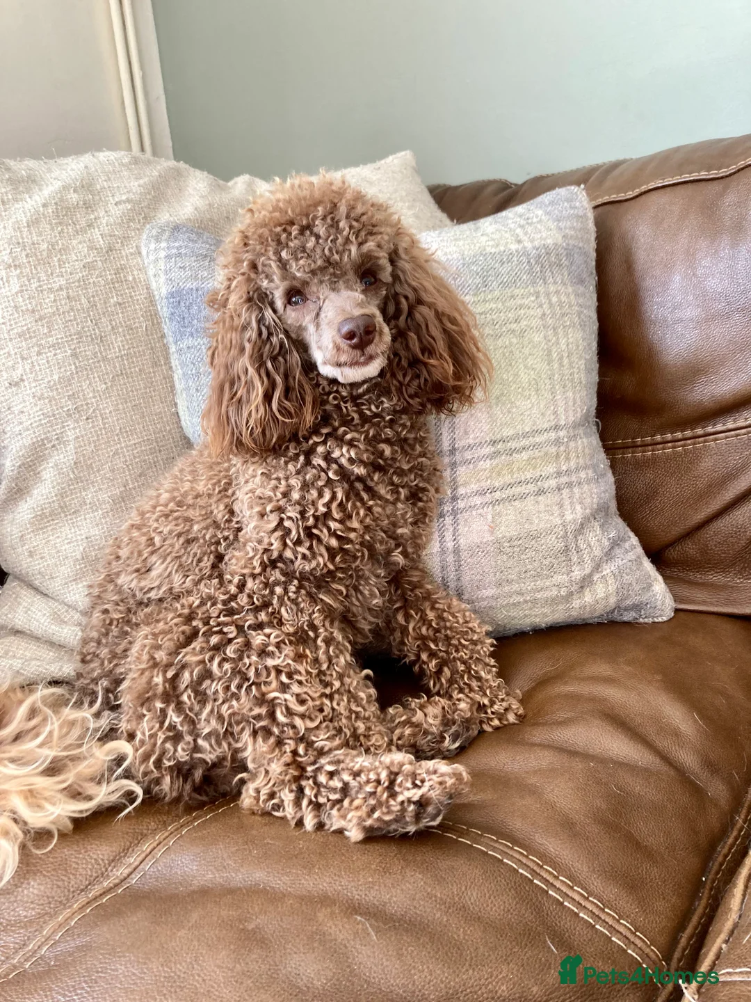 Toy Poodle dogs for stud: Health tested KC chocolate toy poodle stud in Stevenage - Advert 3
