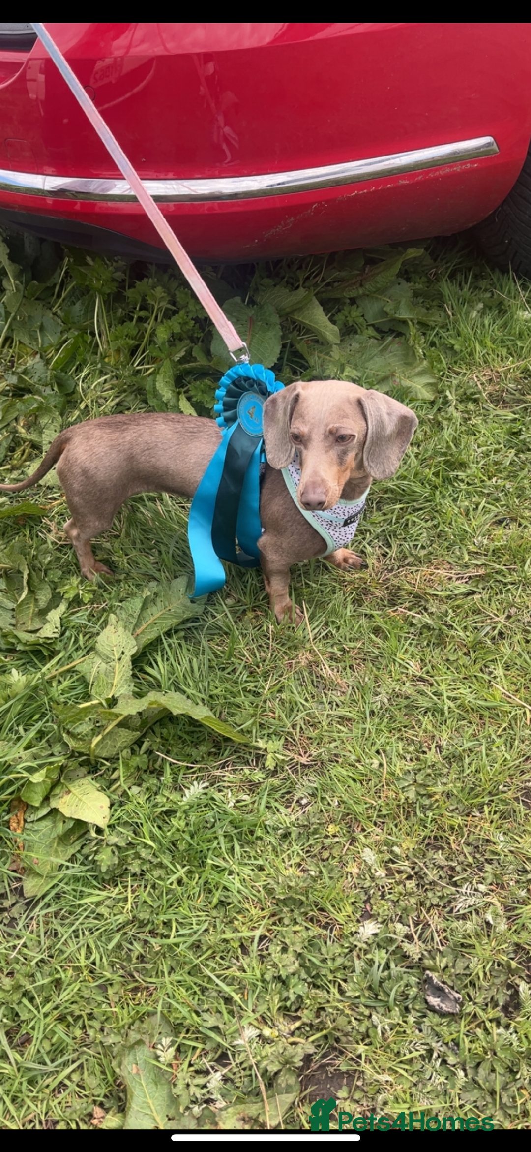 Miniature Dachshund dogs for sale: ISABELLA AND TAN MINIATURE DACHSHUND PUPPIES  - Advert 7