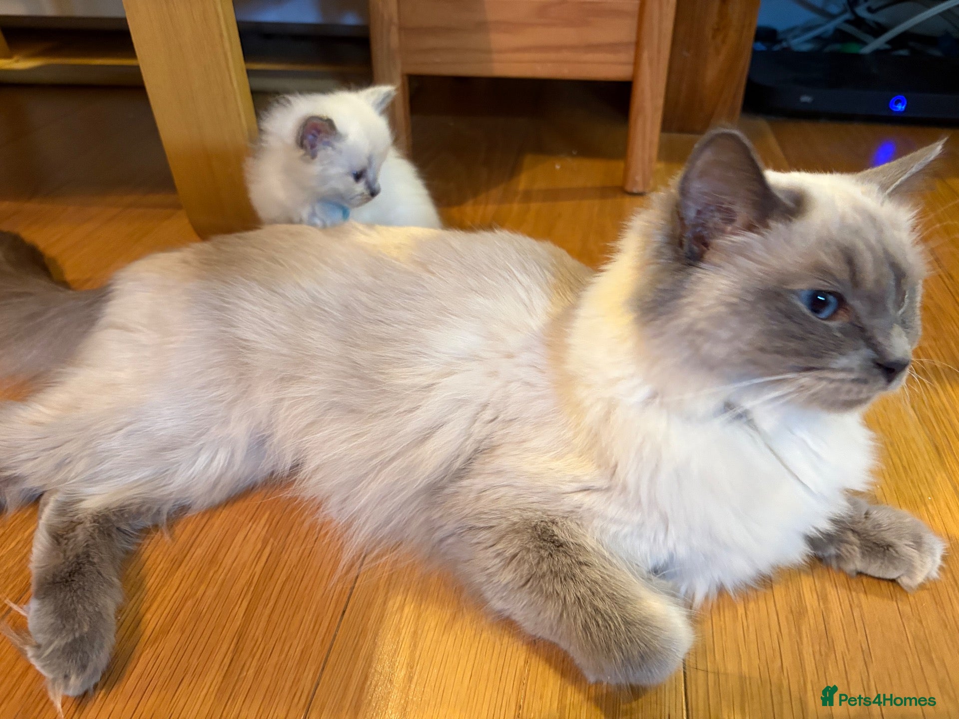Ragdoll cats Three Stunning Blue Point Ragdoll Boys Available  - Advert 1