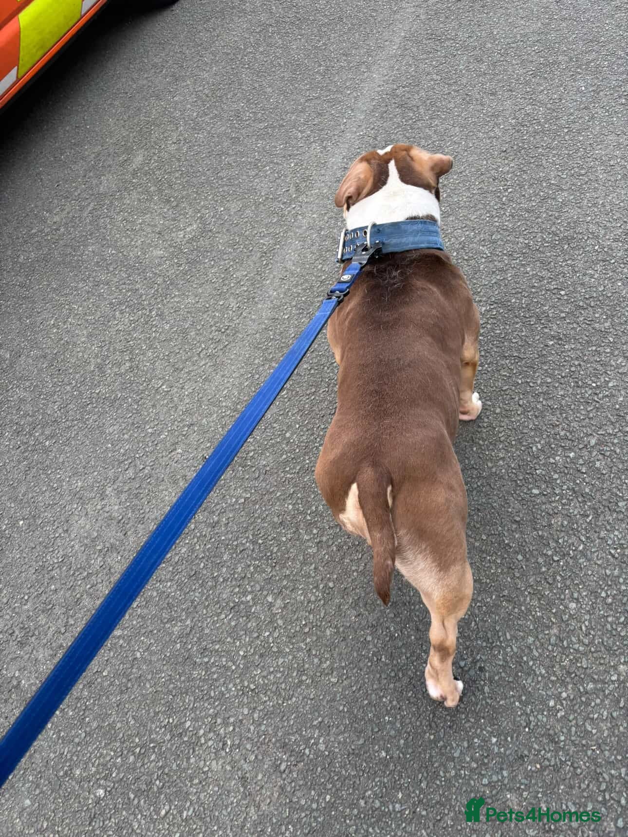American Bully dogs Arlo - chocolate tri pocket bully🤎 - Advert 2