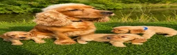 Cocker Spaniel dogs for sale: Show type Cocker spaniel pups- DAD DNA TESTED - Advert 11