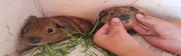 Guinea Pig rodents for sale: Teddy guinea pig - Advert 6