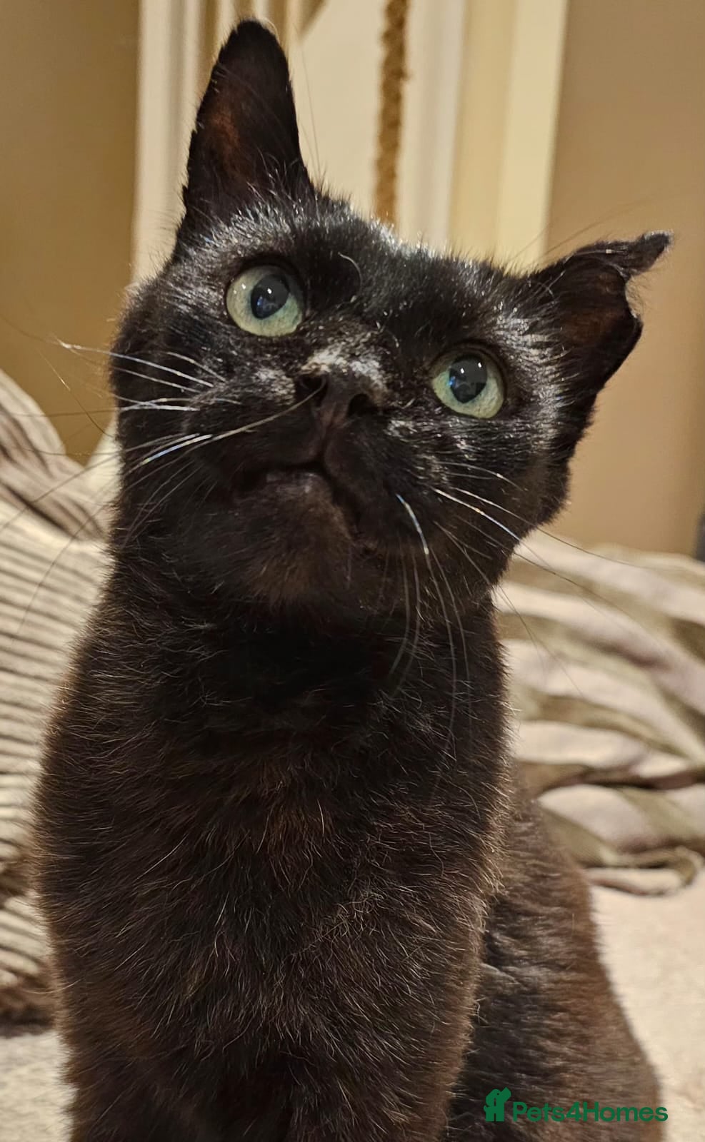 Mixed Breed cats Adult Male Black Rescue Cat Looking for a Home - Advert 2