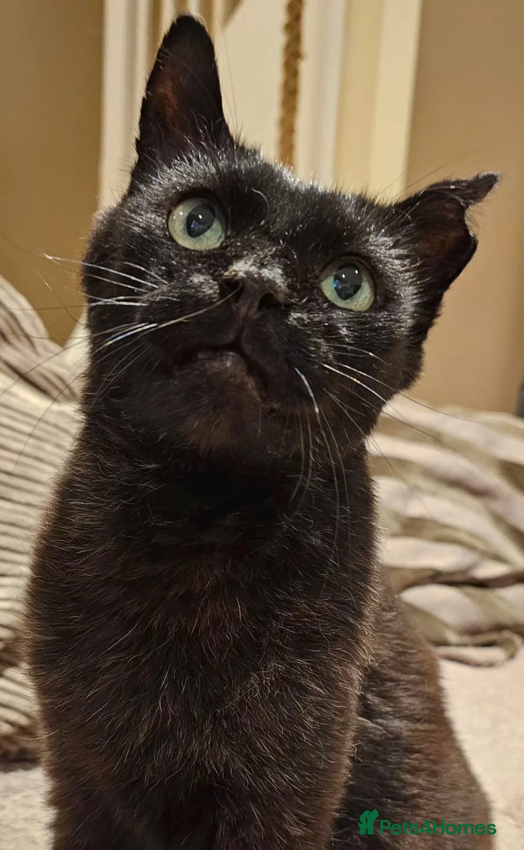 Mixed Breed cats for adoption: Adult Male Black Rescue Cat Looking for a Home - Advert 1