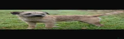 Border Terrier dogs for sale: Quality Border Terrier Puppies - Advert 5