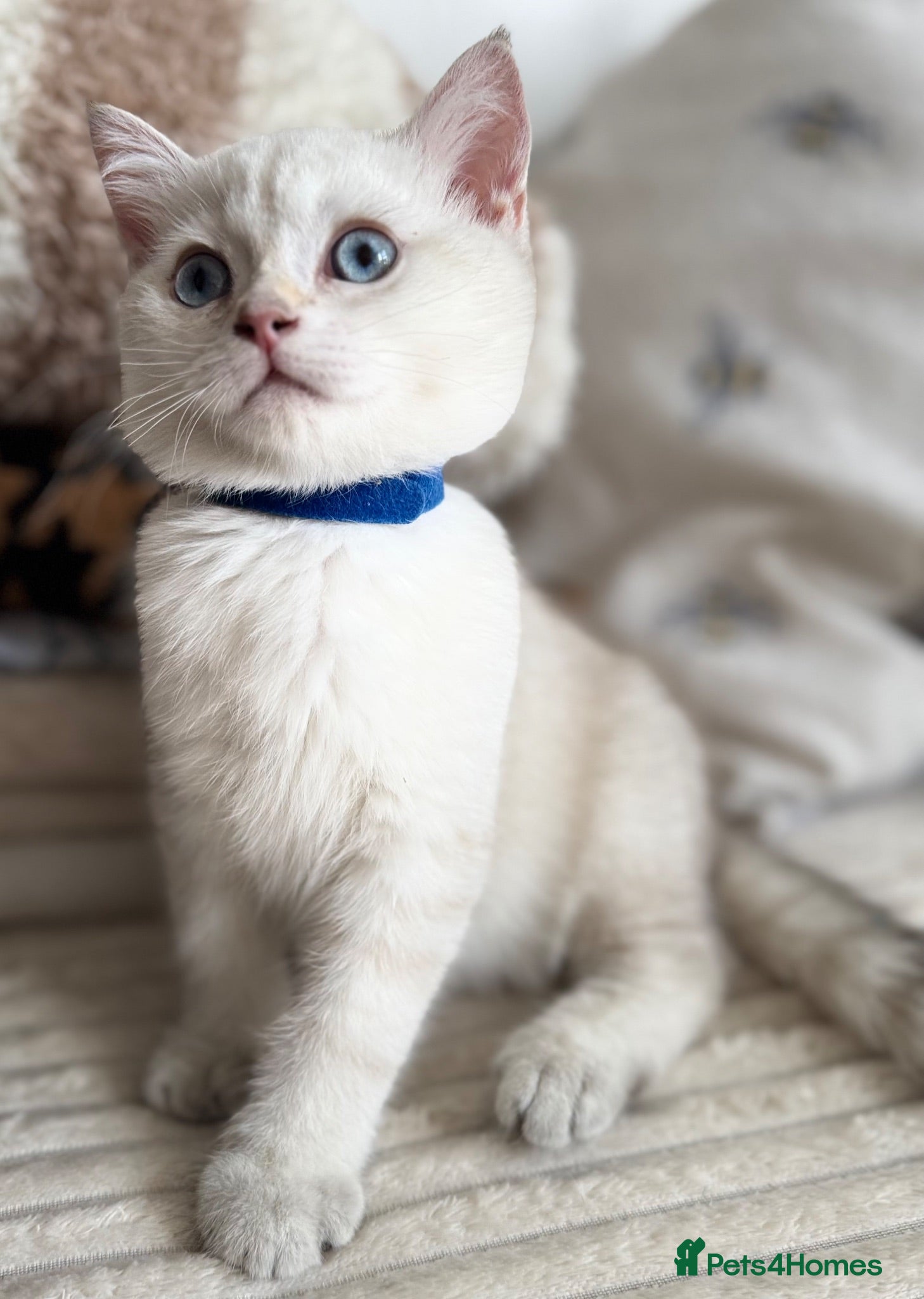 British Shorthair cats Beautiful BSH Blue Golden TICA kittens - Advert 5