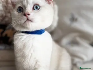 British Shorthair cats Beautiful BSH Blue Golden TICA kittens - Advert 5