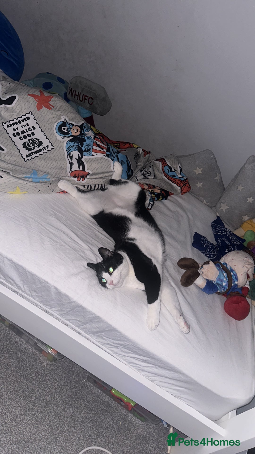 Domestic Shorthair cats for sale: 2 year old male cat - Image 4