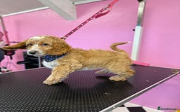 Cockapoo dogs for sale: Cockapoo puppies  - Image 5