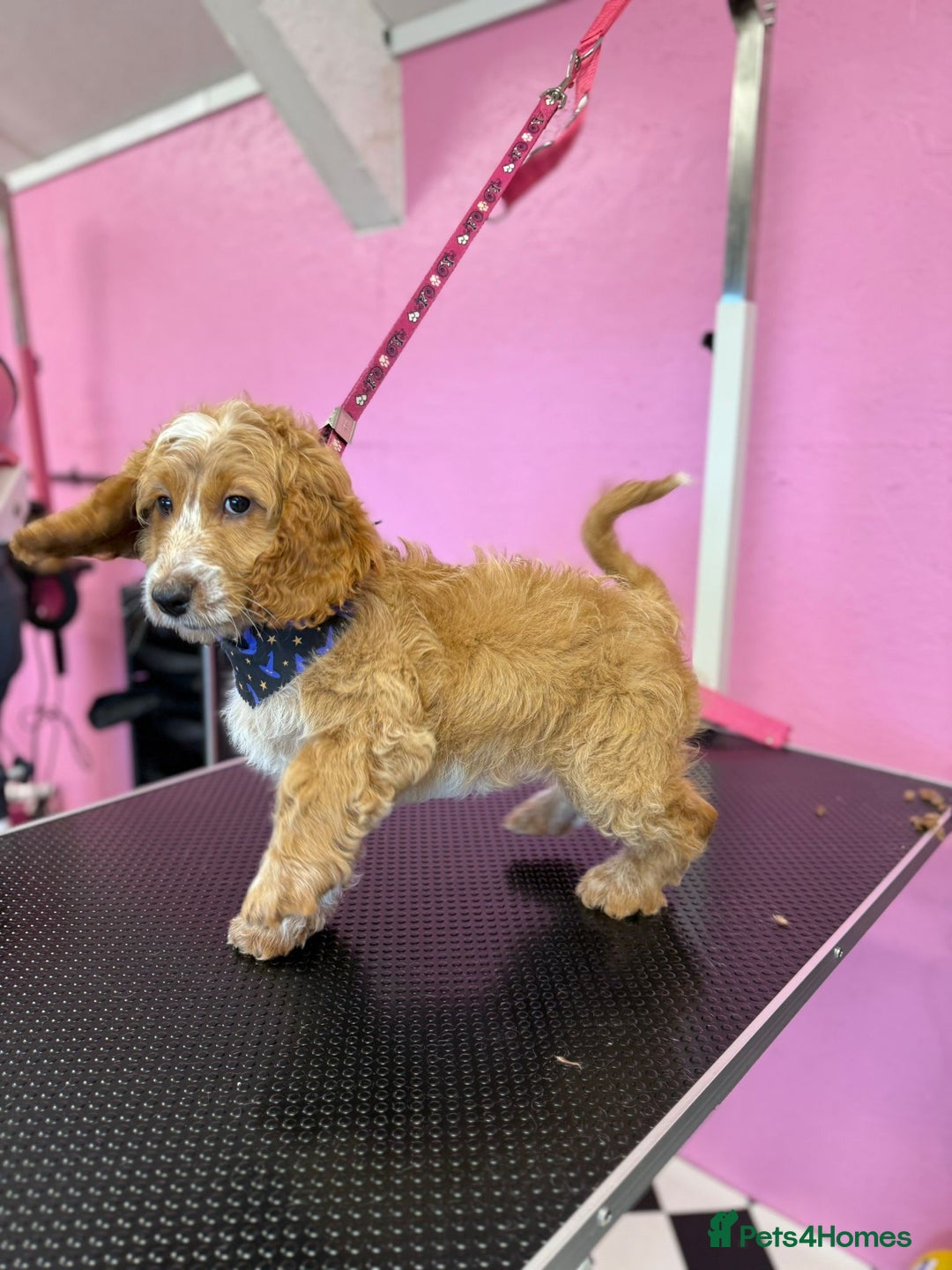 Cockapoo dogs for sale: Cockapoo puppies  - Image 5