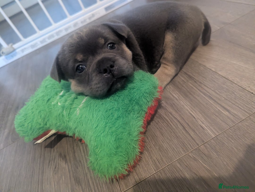 Mixed Breed dogs for sale: Beautiful Frenchie x chow chow puppies. - Advert 16
