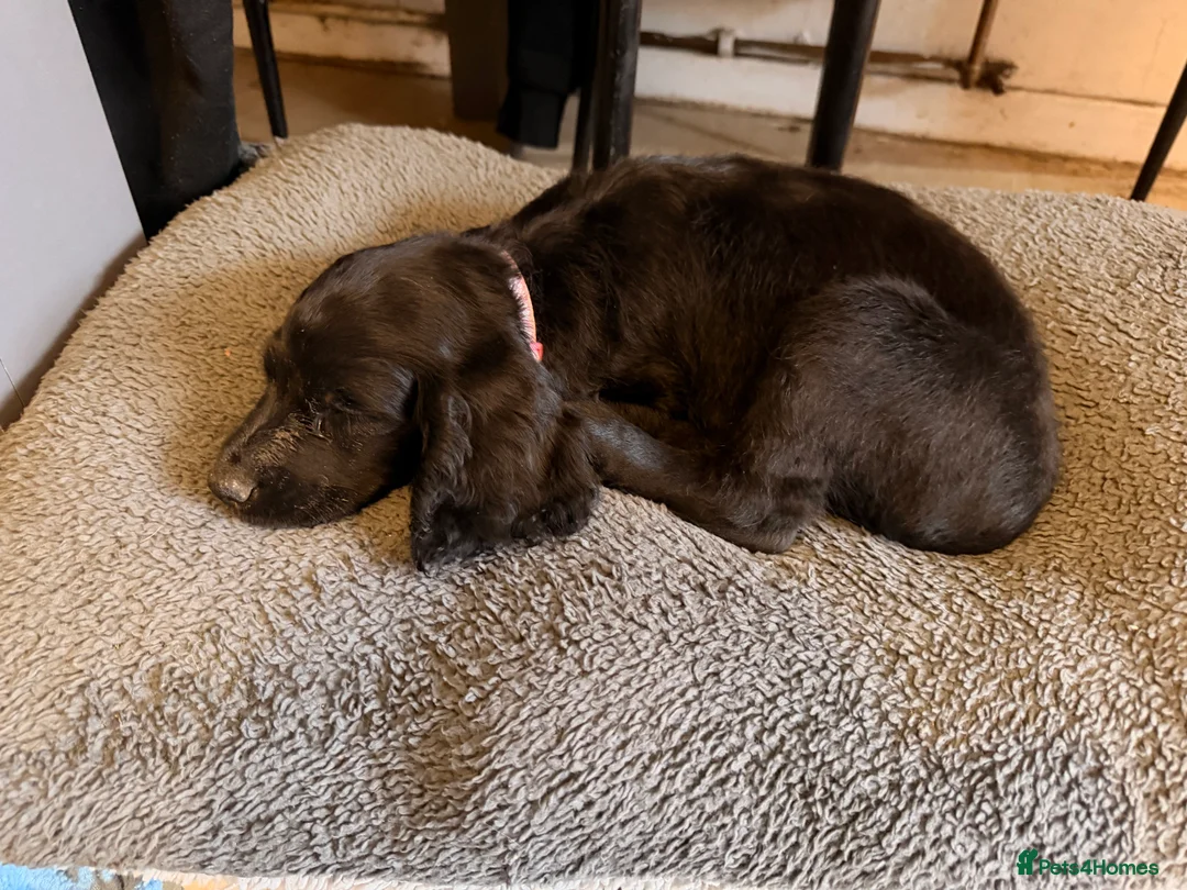 Cocker Spaniel dogs for sale: Rehome ASAP  - Advert 2