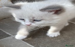 Siberian cats for sale: Siberian  in Southport - Image 6