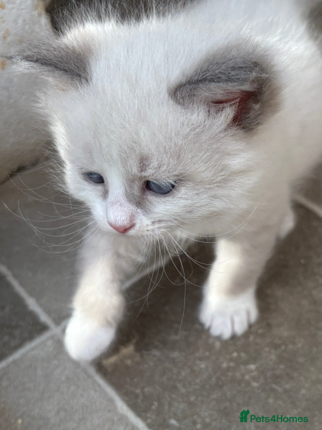 Siberian cats for sale: Siberian  in Southport - Image 6