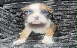 Boxer dogs for sale: Gorgeous litter of red and white boxers.  - Image 30