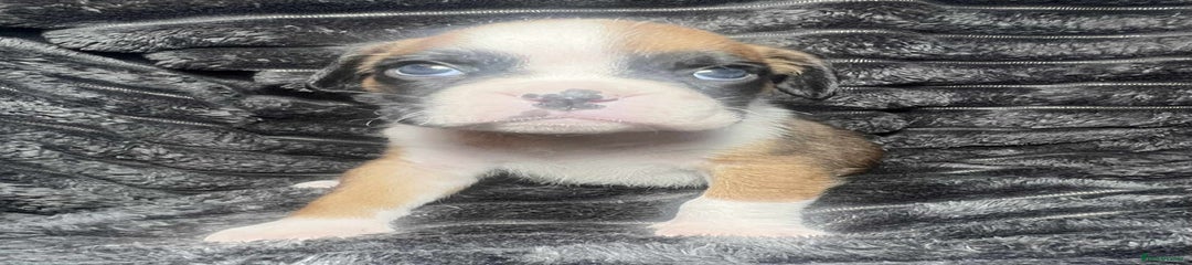 Boxer Puppy 10