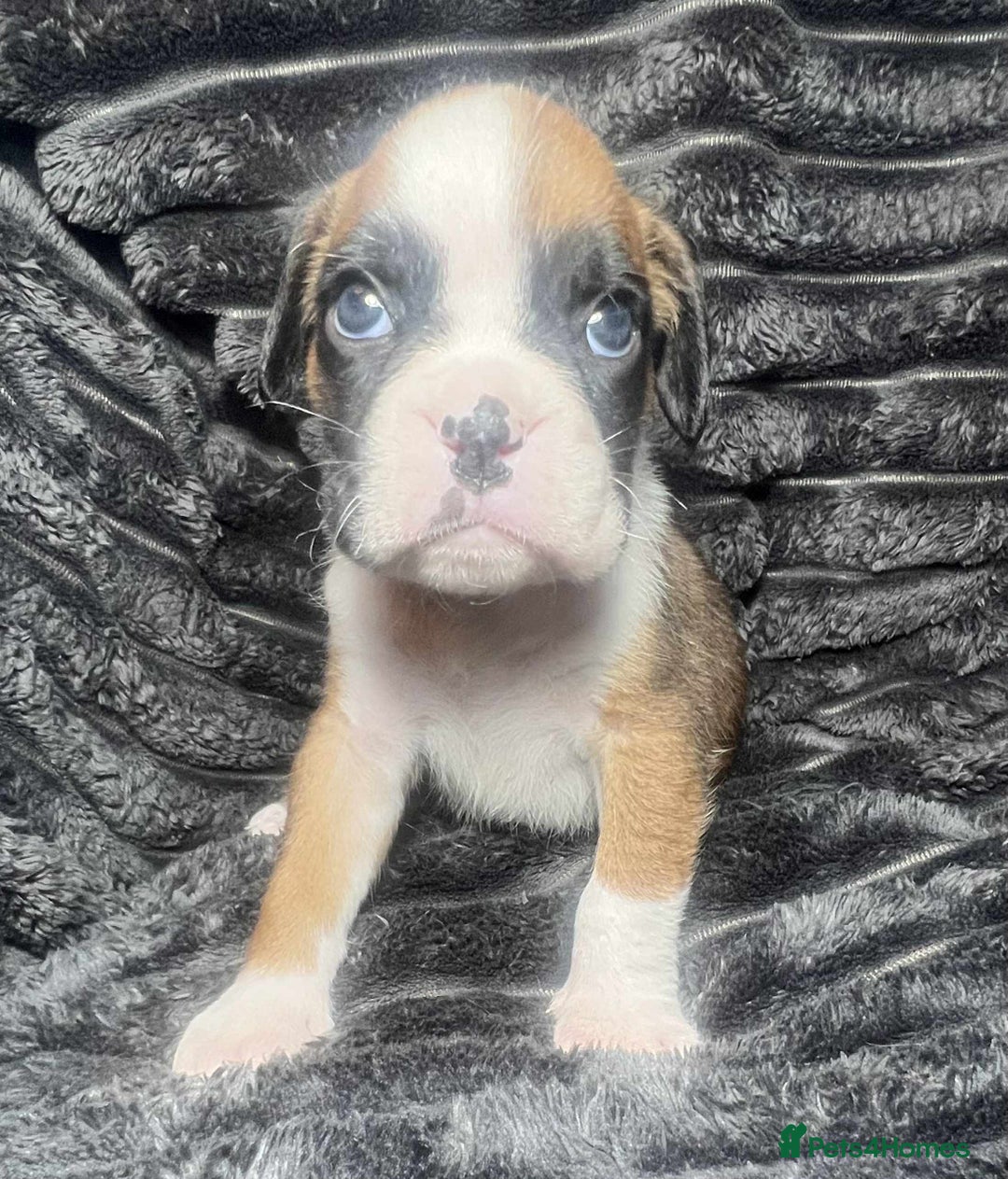 Boxer dogs for sale: Gorgeous litter of red and white boxers.  - Image 30